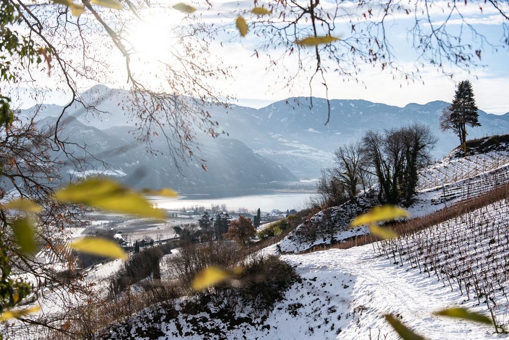 Snow-covered vineyard on a hillside overlooking a lake and mountains on a sunny day