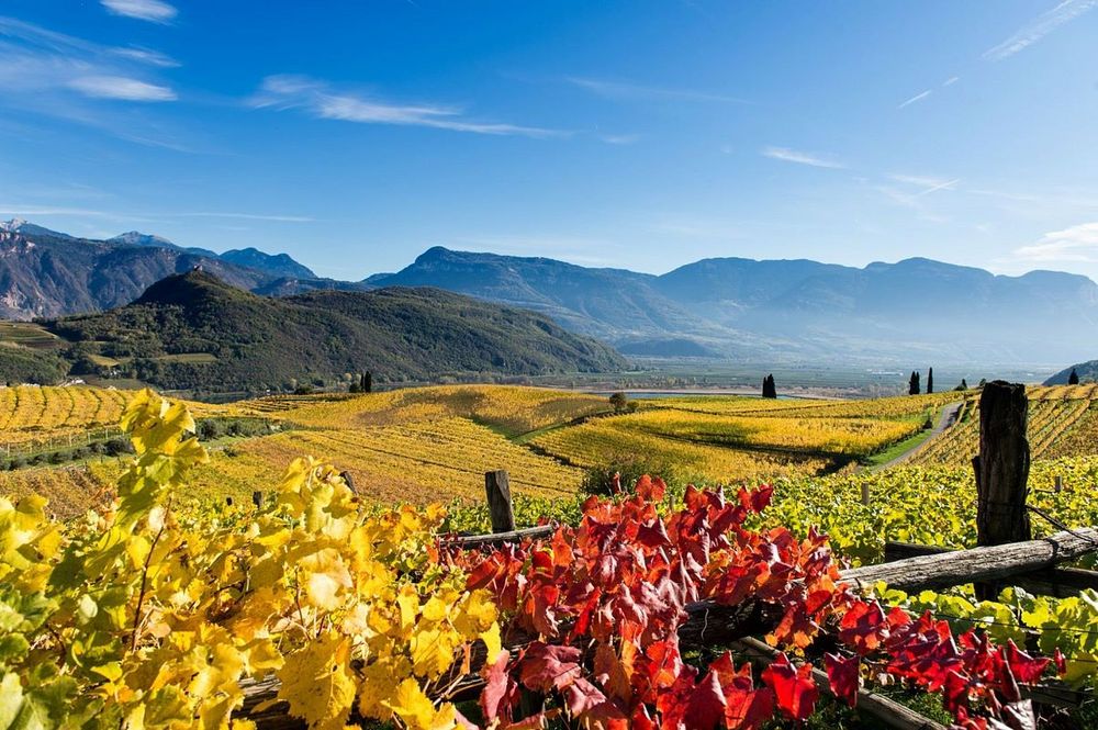 Herbstliche Weinberge mit bunten Reben vor Berglandschaft unter blauem Himmel