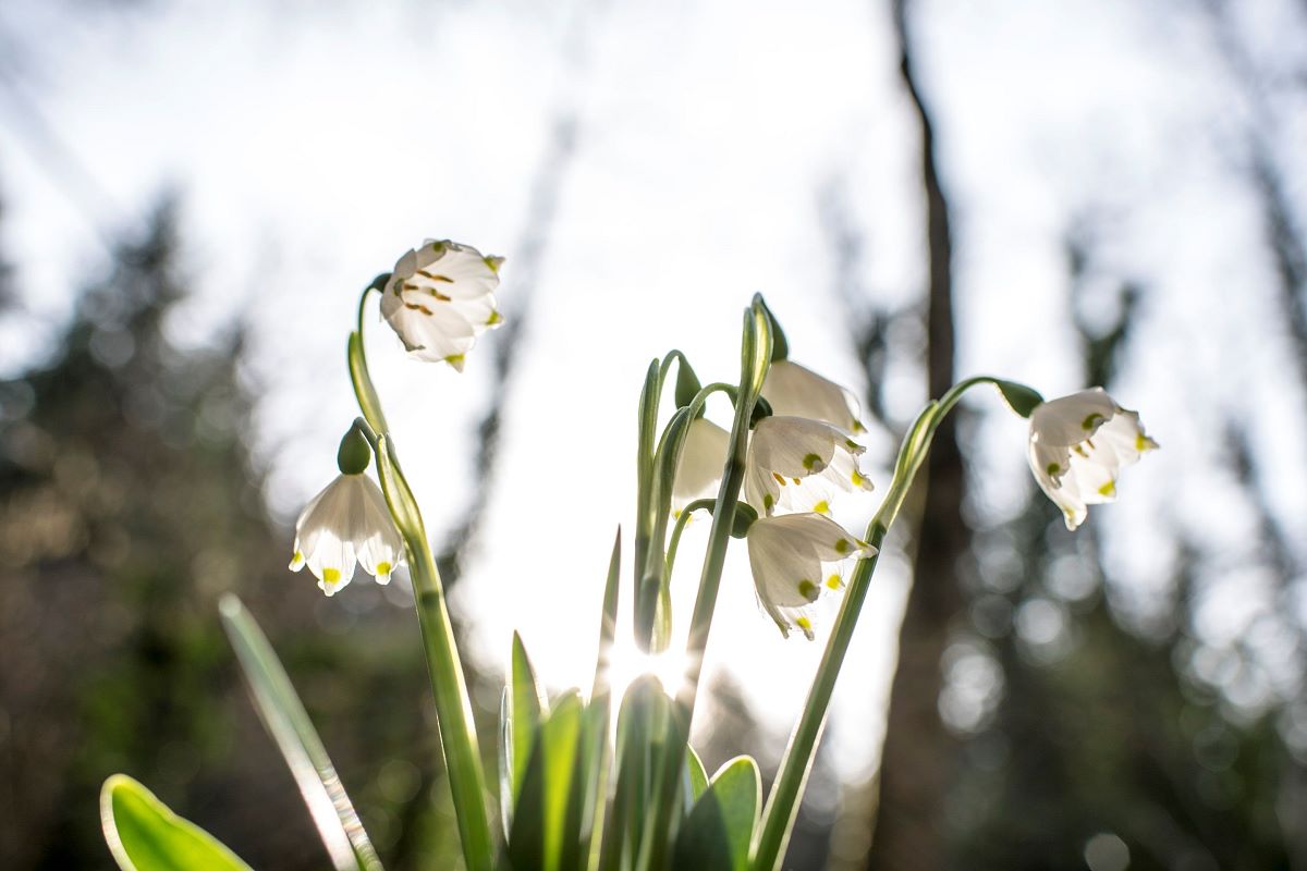 Weiße Frühlingsblumen mit grünem Stiel im Gegenlicht